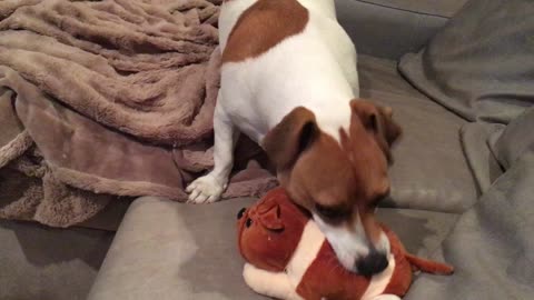 Dog tries to find squeaker in toy