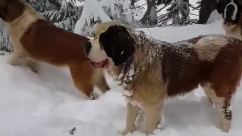 Excited Sheep Slides Down Ice Dog Repeatedly