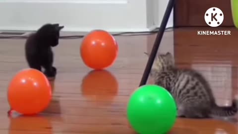 Cats funny video Comdey scenes Amazing