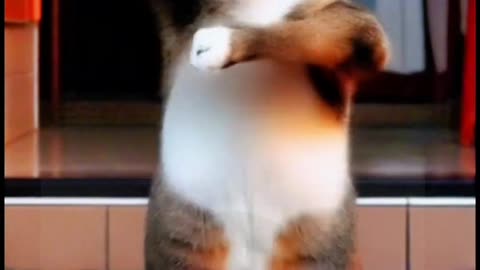 funniest cat video 😍 🤩 🥰