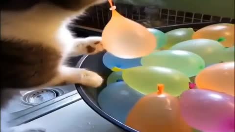 Compilation of very funny cat videos