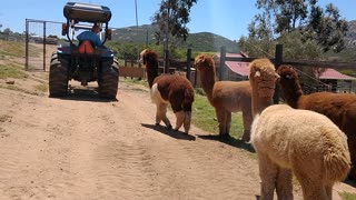 Alpacas and tractor