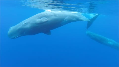 Diver in Portugal has up-close experience with Sperm Whales