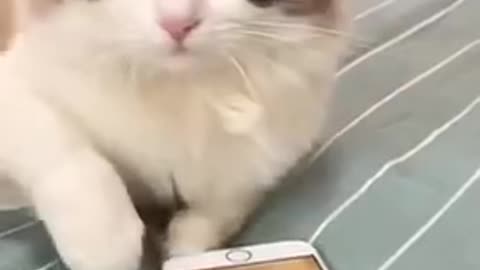 Cat see in mobile in beautiful sex***