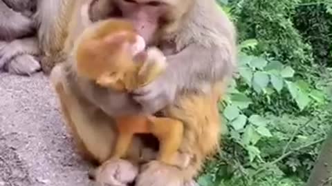 Mother monkey lovingly protects baby monkeys