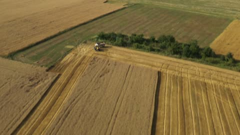 beauty. wheat harvesting machine