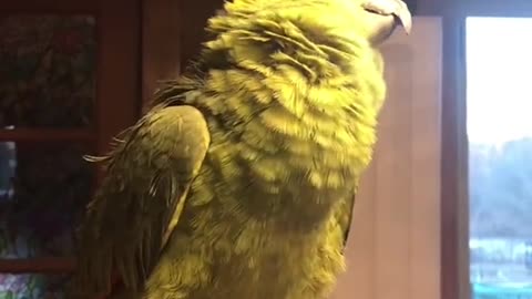 Funny A Bird Is Sad