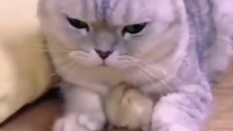 Cute cat video