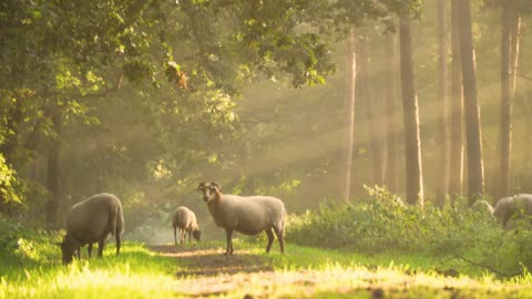 Magic Forest With Free Animals In Nature - Music To Relax And Meditate