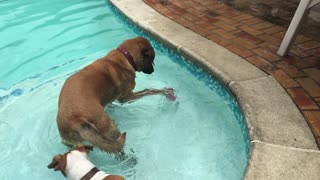 Ridgeback teases friend in pool