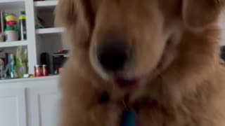 Fluffy Golden Retriever Wants HER DINNER NOW!!1 She is well fed...#dogshorts #dog #shortsviral