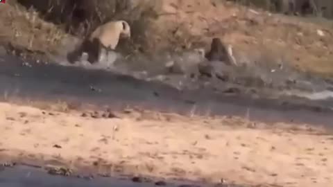 Crocodile Drowned And Finish Lion