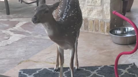 A deer gets spooked and JUMPS!