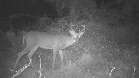 pa 8 point buck busts game camera
