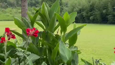 These red flowers look very beautiful