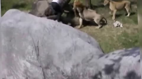 08.Crazy Man Entered The Lions Cage in Taipei Zoo