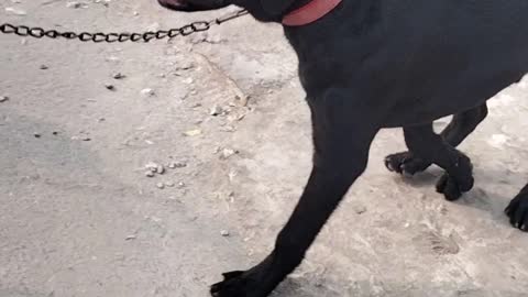 Cute Puppy Dog Short Video By kingdom of Awais