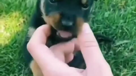 CUTE ANIMALS FUNNY DOGS VIRAL VIDIO