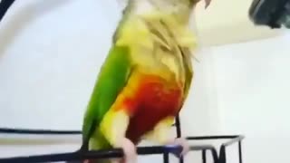 bird crazy dance on music under the shower