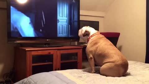 Bulldog Watches a horror film,does something INCREDIBLE AND AMAZING during the scary scene