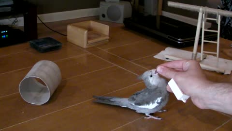 10 Bird Tricks in 1minute