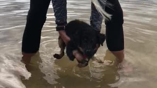 Black dog learning to swim in lake