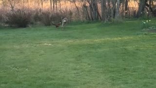 Roe Buck Chases Pheasant around Back Yard