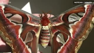 Homem cria mariposas gigantes em casa