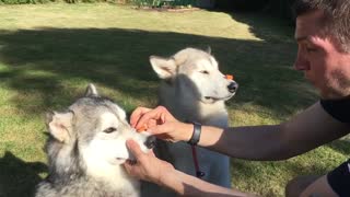 Husky can't quite grasp treat on nose trick