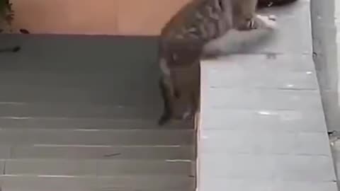 cat becomes a mother for the first time