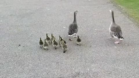 A family of ducks walking