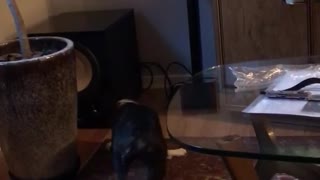 Black dog scared of sound coming from speaker