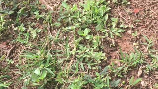 Hidden Tarantula in Backyard Hole