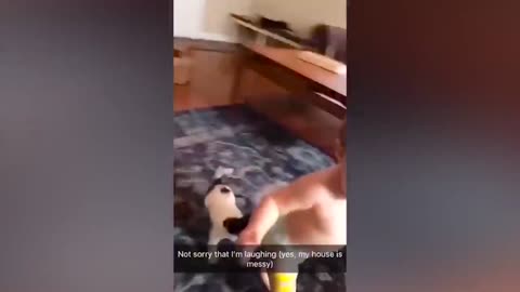 Funny Video animals