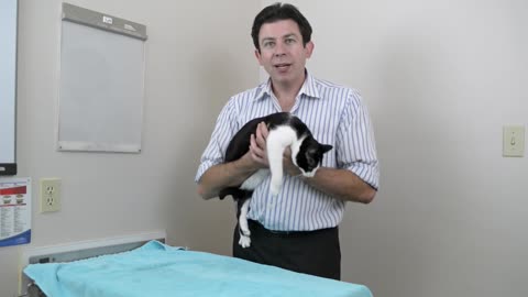 How to pick up a cat like a pro-- Vet advice on cat handling.