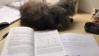 Kitty Puts a Stop to Study Time