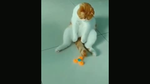 cats playing happy's - animal funny