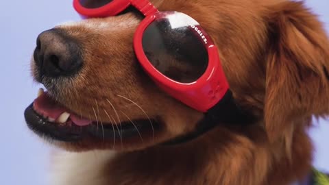 A dog with red sunglasses