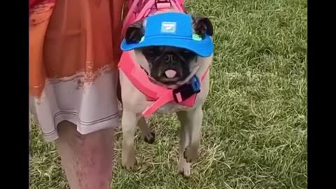 Pug hanging out