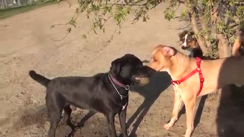 RAW!!!!!!! Yellow Lab Blue Healer Mix Fights Black Lab At Omaha Dog Park