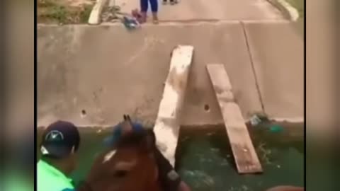 La señora a reclamar por caballo