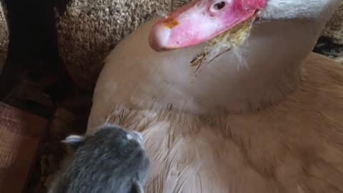 Nesting Duck Keeping Kitten Warm