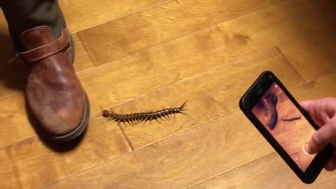 Texas Redhead Giant Desert Centipede
