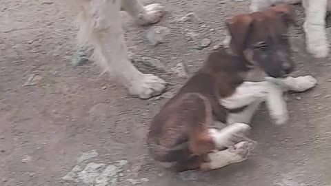 The dog is high after waking up, playing in the yard in front of the house