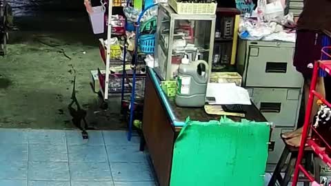 Dinosaur Lizard on Grocery Duty - shopkeeper is frightened to the extreme