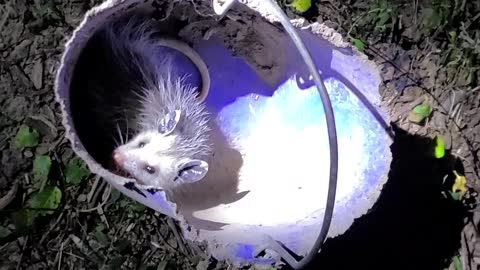 Baby Opossum Gets it Wrong