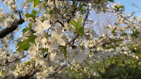 cherry blossom in spring