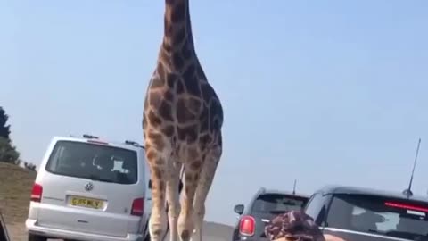 Giraffe Hand Feeding