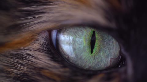 Very Close shot at a cat's Eye Retina, Amazing and very precise color mixture