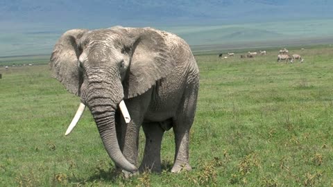 Old African Elephant grazing on the grassland